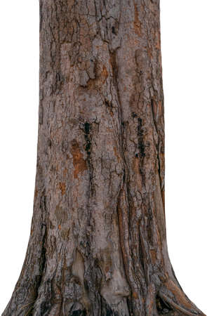 Trunk of a tree Isolated On White Backgroundの写真素材