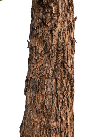 Trunk of a tree Isolated On White Backgroundの写真素材