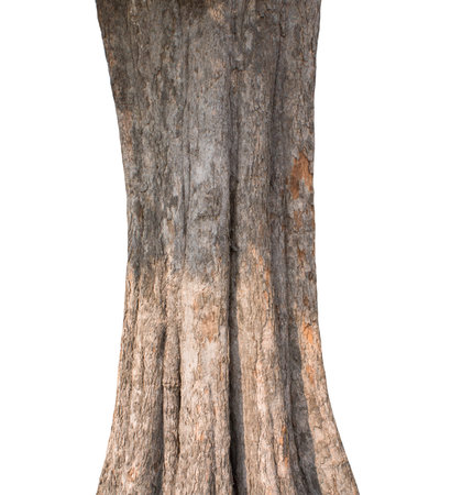 Trunk of a tree Isolated On White Backgroundの写真素材