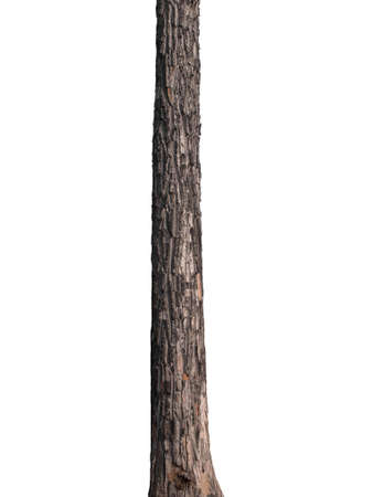 Trunk of a tree Isolated On White Backgroundの写真素材