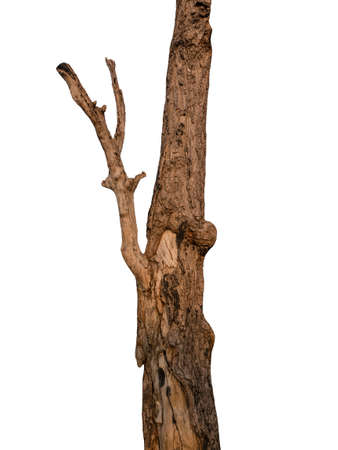Trunk of a tree Isolated On White Backgroundの写真素材