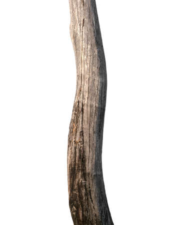 Trunk of a tree Isolated On White Backgroundの写真素材