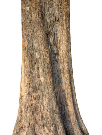 Trunk of a tree Isolated On White Backgroundの写真素材