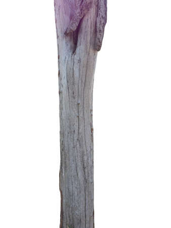 Trunk of a tree Isolated On White Backgroundの写真素材