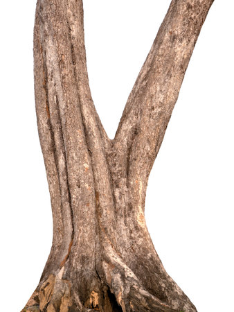 Trunk of a tree Isolated On White Backgroundの写真素材