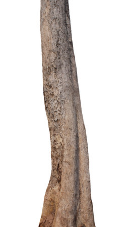 Trunk of a tree Isolated On White Backgroundの写真素材