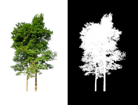 tree isolated on white background with clipping path and alpha channelの写真素材