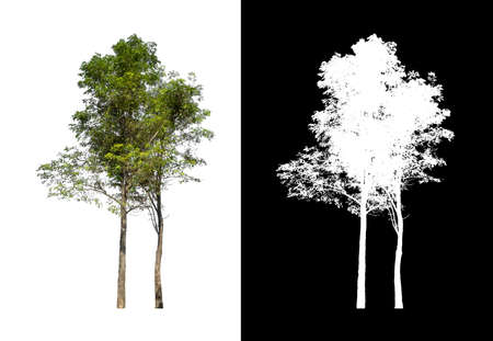tree isolated on white background with clipping path and alpha channelの写真素材