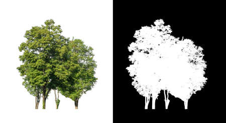 tree isolated on white background with clipping path and alpha channelの写真素材