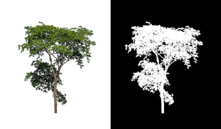 Tree that are isolated on a white background are suitable for both printing and web pagesの写真素材