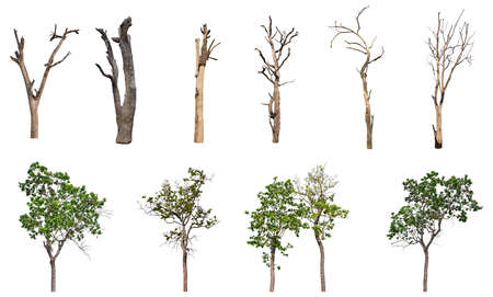 isolated Dead tree Collection on White Backdrop