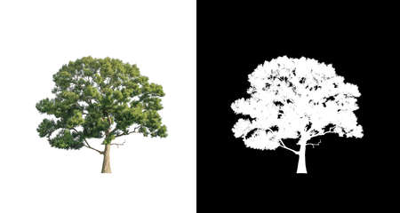 Tree that are isolated on a white background are suitable for both printing and web pagesの写真素材