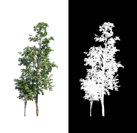 Tree that are isolated on a white background are suitable for both printing and web pagesの写真素材