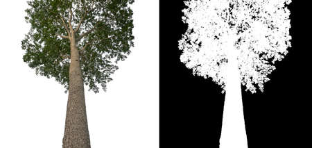 Trees that are isolated on a white background are suitable for both printing and web pagesの写真素材