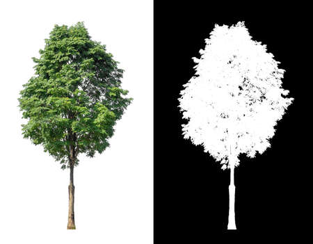 Trees that are isolated on a white background are suitable for both printing and web pagesの写真素材