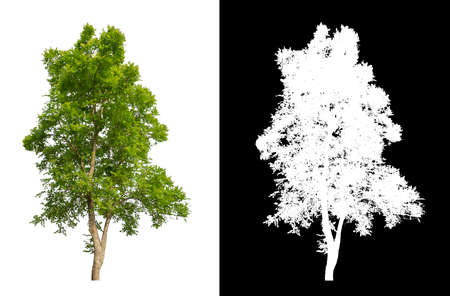 Trees that are isolated on a white background are suitable for both printing and web pagesの写真素材