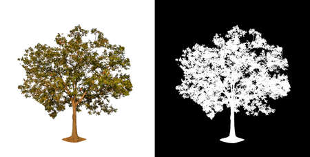 Trees that are isolated on a white background are suitable for both printing and web pagesの写真素材