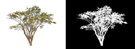 single tree with clipping path and alpha channel on black backgroundの写真素材