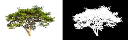 single tree with clipping path and alpha channel on black backgroundの写真素材