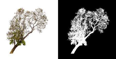 Trees that are isolated on a white background are suitable for both printing and web pages
