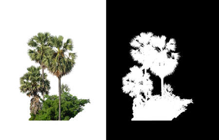 sugar palm that are isolated on a white background are suitable for both printing and web pagesの写真素材