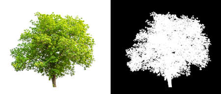 single tree with clipping path and alpha channel on black backgroundの写真素材