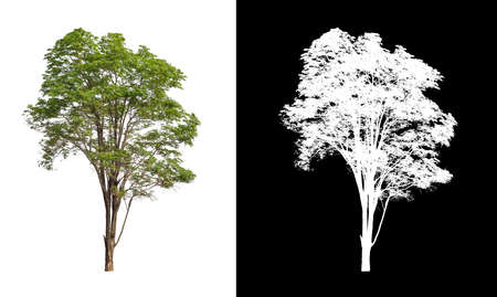 tree isolated on white background with clipping path and alpha channelの写真素材
