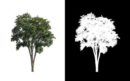 tree isolated on white background with clipping path and alpha channelの写真素材