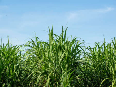 Sugarcane field at sunrise in Thailandの写真素材