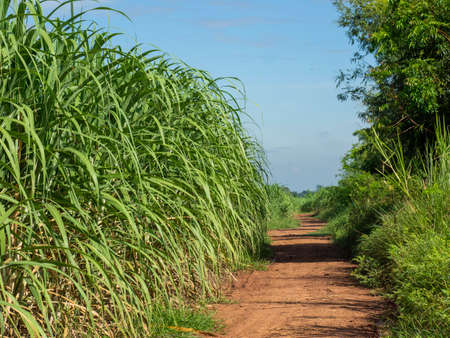 Sugarcane field at sunrise in Thailandの写真素材