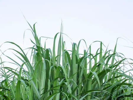 Sugarcane field at sunrise in Thailand