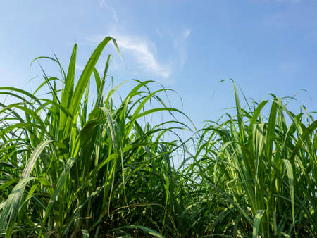 Sugarcane field at sunrise in Thailandの写真素材