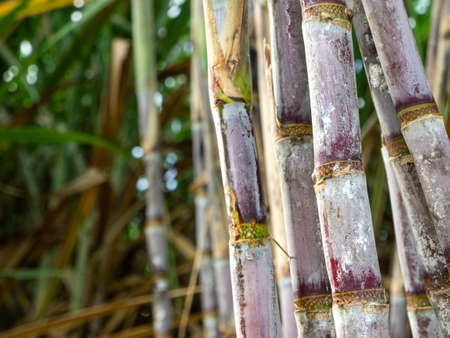 Sugarcane field at sunrise in Thailandの写真素材