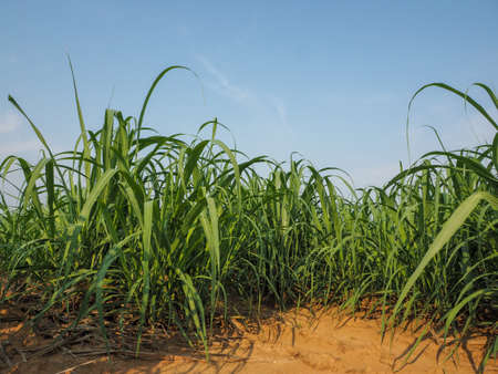 Sugarcane plantations,the agriculture tropical plant in Thailandの写真素材