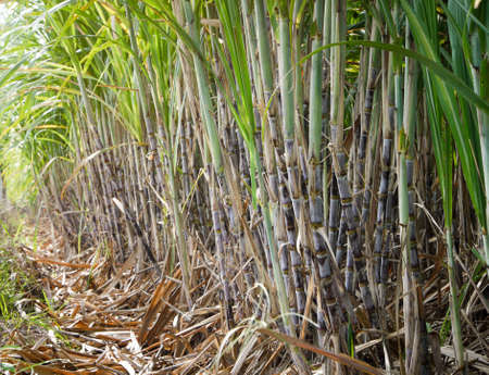 Sugarcane plantations,the agriculture tropical plant in Thailandの写真素材