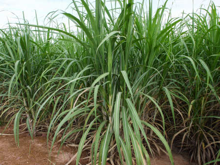 Sugarcane plantations,the agriculture tropical plant in Thailandの写真素材