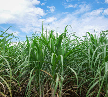Sugarcane plantations,the agriculture tropical plant in Thailandの写真素材
