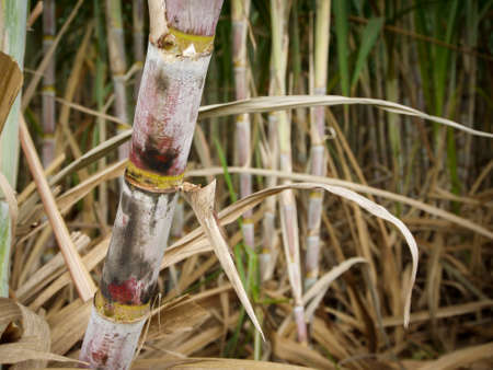 Sugarcane plantations,the agriculture tropical plant in Thailandの写真素材