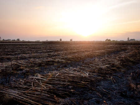 Sugarcane farmers are harvesting sugarcane in the harvest season.の写真素材