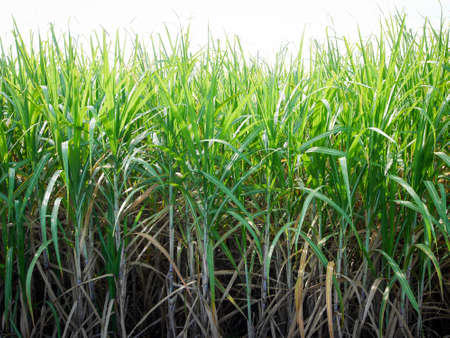 Sugarcane plantations,the agriculture tropical plant in Thailandの写真素材