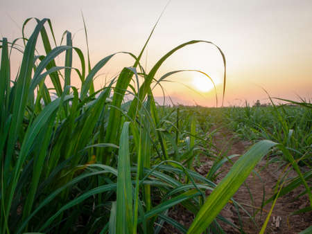 Sugarcane plantations,the agriculture tropical plant in Thailand