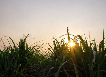 Sugarcane plantations,the agriculture tropical plant in Thailandの写真素材