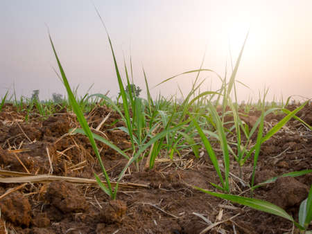 Sugarcane plantations, agricultural plants grow up