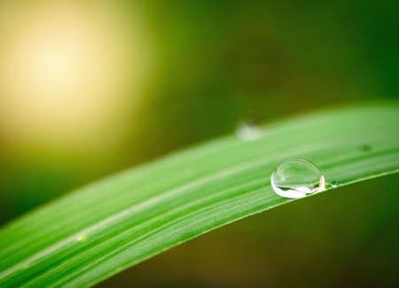 Dew drops on sugarcane leaves