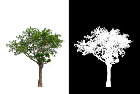 Tree on transparent picture background with clipping path, single tree with clipping path and alpha channel on black backgroundの写真素材