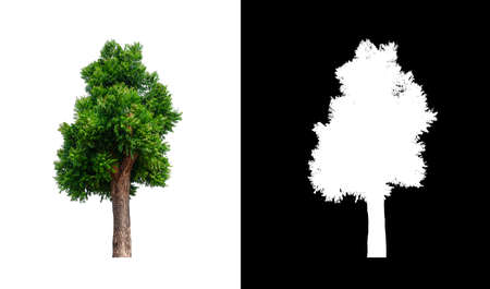 Tree on transparent picture background with clipping path, single tree with clipping path and alpha channel on black backgroundの写真素材