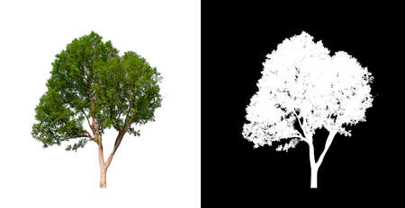 Tree on transparent picture background with clipping path, single tree with clipping path and alpha channel on black backgroundの写真素材