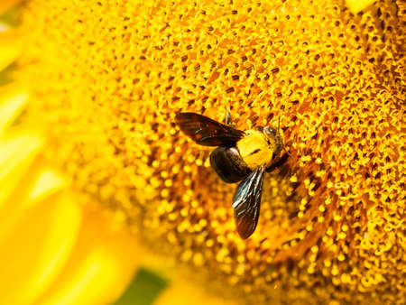 Bee collects nectar from a sunflowerの写真素材