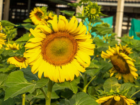 Sunflower blooming in the morning sky backgroundの写真素材