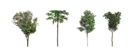 The collection of trees, Set of Isolated trees on white backgroundの写真素材